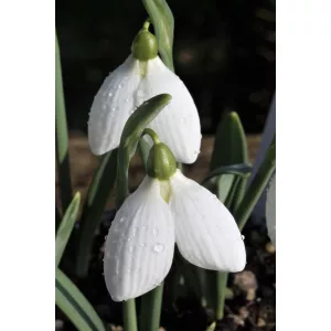 Galanthus Rodmarton Arcturus - Hóvirág