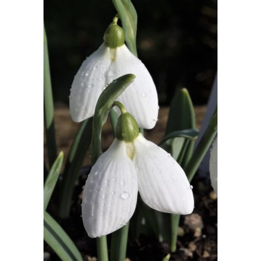 Galanthus Rodmarton Arcturus - Hóvirág