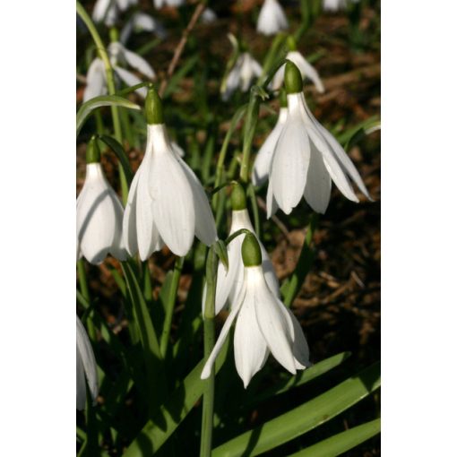 Galanthus nivalis poculiformis - Hóvirág