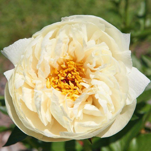 Paeonia Vanilla Schnapps Bazsar Zsa Kir Lykert