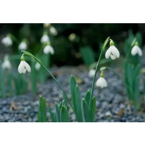 Galanthus alpinus bortkewitschianus - Hóvirág