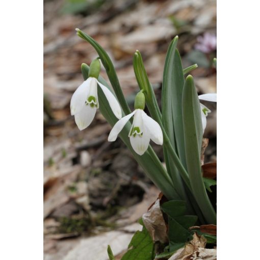 Galanthus alpinus subsp. alpinus - Hóvirág