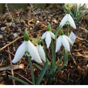 Galanthus Finchale Abbey - Hóvirág