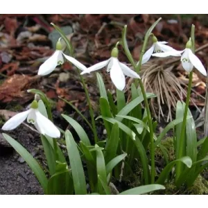 Galanthus cabardensis - Hóvirág