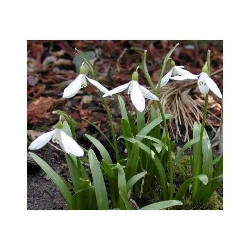 Galanthus cabardensis - Hóvirág