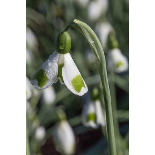 Galanthus Bumblebee - Hóvirág