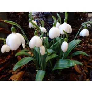 Galanthus E.A. Bowles - Hóvirág