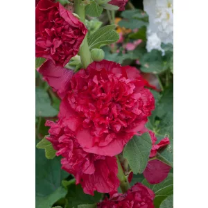 Alcea rosea Double Red - Mályvarózsa