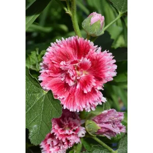 Alcea rosea Fiesta Time (I.) - Mályvarózsa