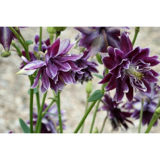 Aquilegia vulgaris Christa Barlow - Harangláb