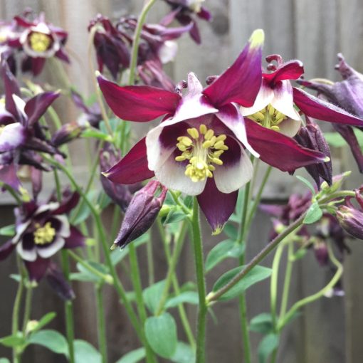 Aquilegia vulgaris William Guiness - Harangláb