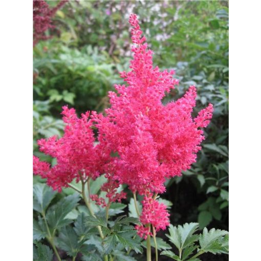 Astilbe Koblenz - Tollbuga