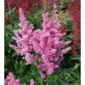 Astilbe Mainz - Tollbuga