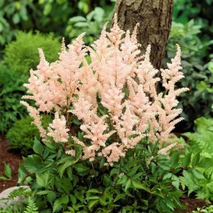 Astilbe Peach Blossom - Tollbuga