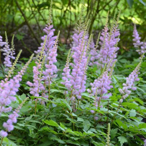 Astilbe Pumila - Tollbuga