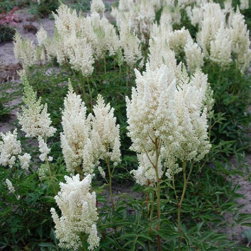 Astilbe Weisse Gloria - Tollbuga