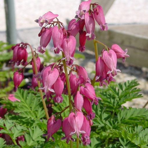 Dicentra formosa Luxuriant - Szép szívvirág