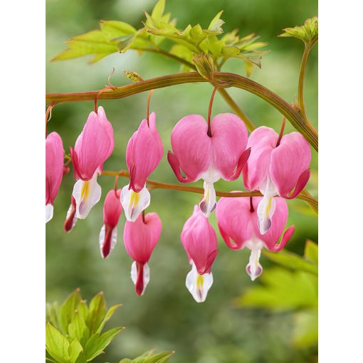 Dicentra spectabilis - Szívvirág