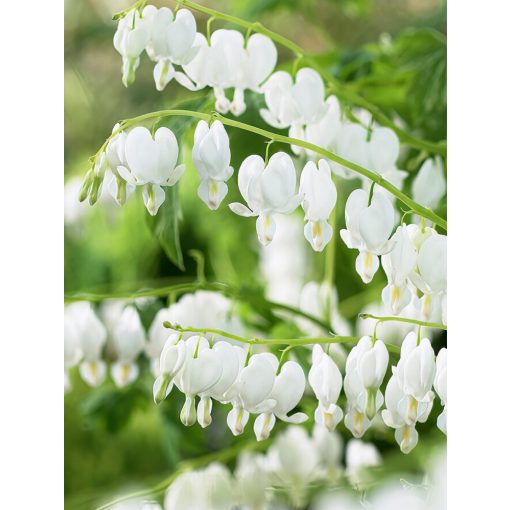 Dicentra spectabilis Alba - Szívvirág