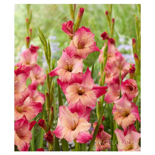 Gladiolus Apricot Bubblegum - Kardvirág