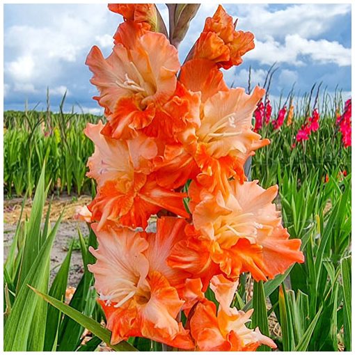 Gladiolus Coral Crush - Kardvirág