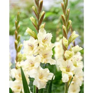 Gladiolus Dreamy Creamy - Kardvirág