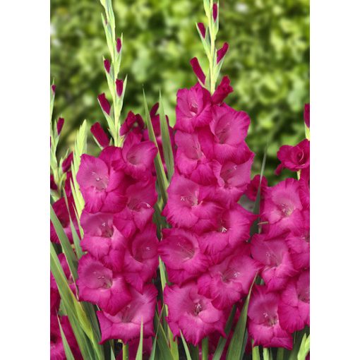 Gladiolus Fidelio - Kardvirág