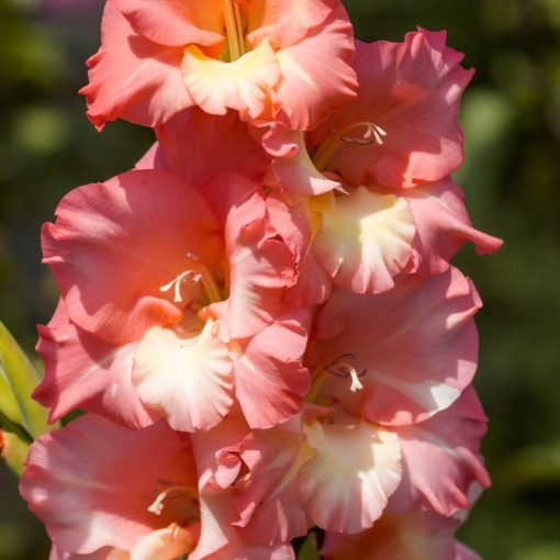 Gladiolus Fortarosa - Kardvirág