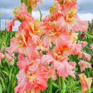 Gladiolus Mindset - Kardvirág