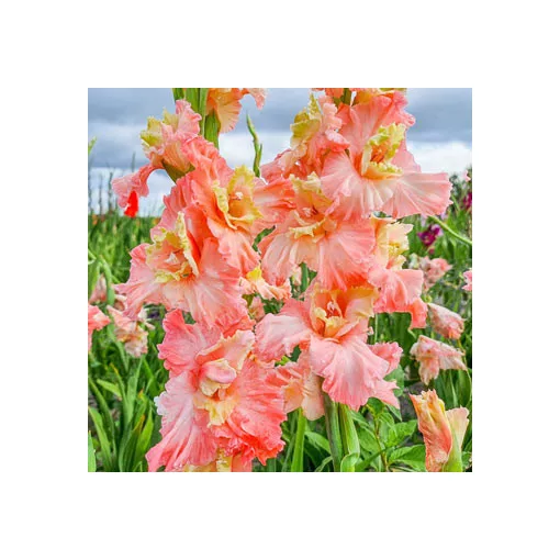 Gladiolus Mindset - Kardvirág