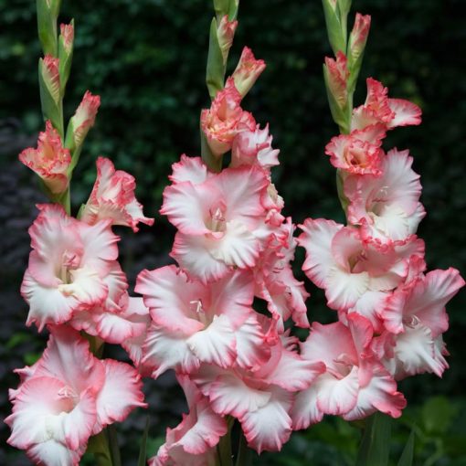 Gladiolus Mr Sandman - Kardvirág