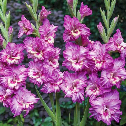 Gladiolus Nablus - Kardvirág