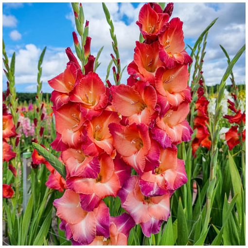 Gladiolus Ocaso - Kardvirág