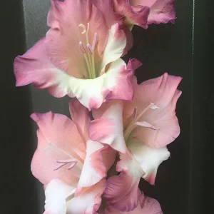 Gladiolus Smokey - Kardvirág