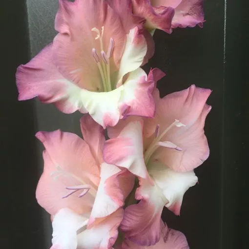 Gladiolus Smokey - Kardvirág