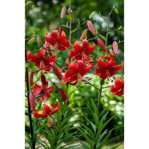 Lilium Red Flash - Liliom