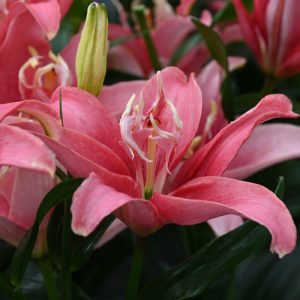 Lilium Double Lady - Liliom