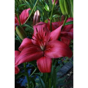 Lilium Lemberg - Liliom