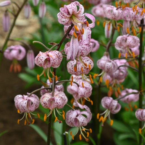 Lilium martagon Purple Morning - Turbánliliom