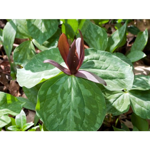 Trillium cuneatum - Hármasszirom