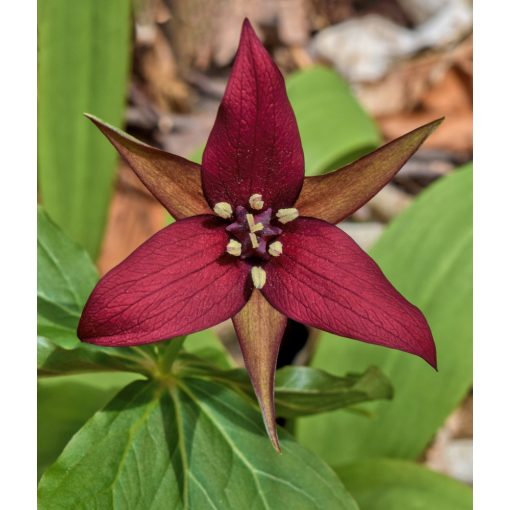 Trillium erectum - Hármasszirom