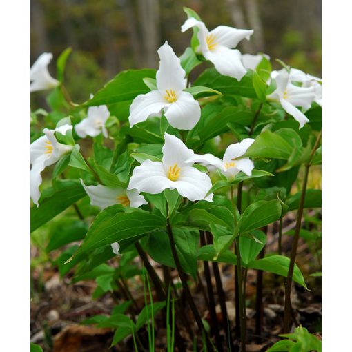 Trillium grandiflorum - Hármasszirom