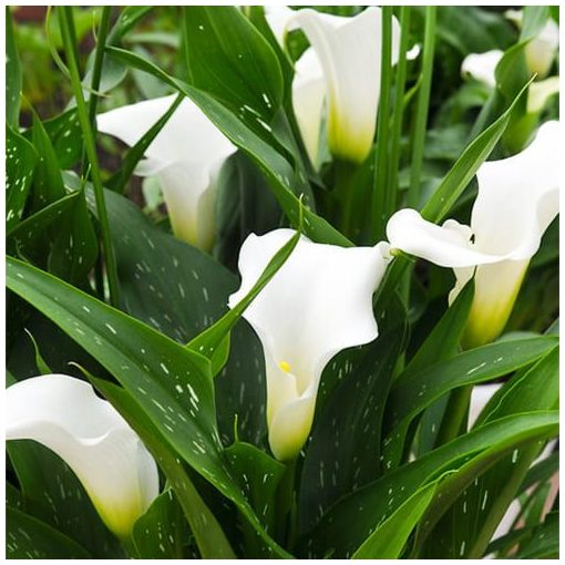 Zantedeschia White Art - Kála