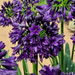 Agapanthus Black Jack - Szerelemvirág