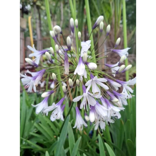 Agapanthus Fireworks (I.) - Szerelemvirág