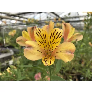 Alstroemeria Nicolas - Inkaliliom