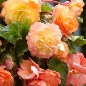 Begonia splendide Ballerina - Gumós begónia