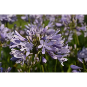 Agapanthus Lilac Flash - Szerelemvirág