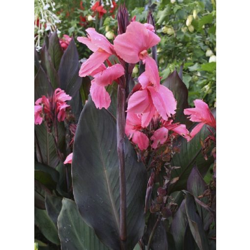 Canna Pink Futurity - Kannavirág