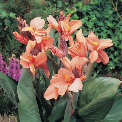 Canna Tropical Sunrise - Kannavirág